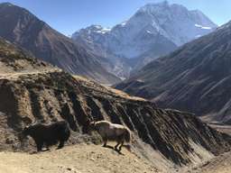 Review image by Kylie Tang for the trip title: Manaslu Around Trek