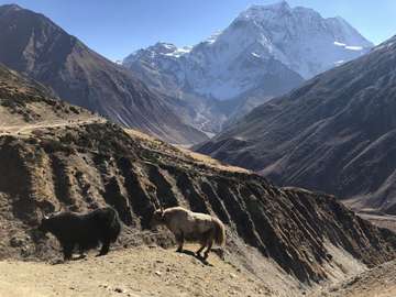 Review image by Kylie Tang for the trip title: Manaslu Around Trek