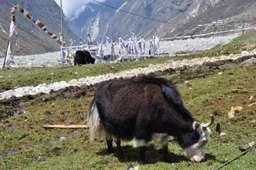Review image by Henri Nykanen for the trip title: Langtang Valley Trek
