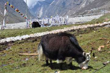Review image by Henri Nykanen for the trip title: Langtang Valley Trek