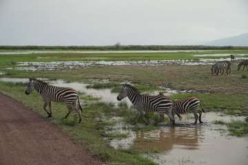 Review image by Ewa Golinska for the trip title: 8 Days Kenya and Tanzania Classic Safari