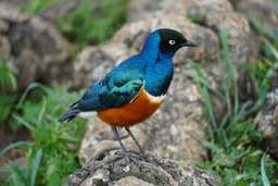 Review image by Ewa Golinska for the trip title: 8 Days Kenya and Tanzania Classic Safari