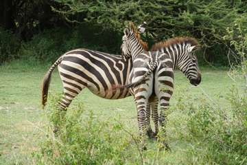 Review image by Ewa Golinska for the trip title: 8 Days Kenya and Tanzania Classic Safari