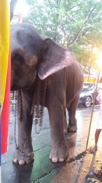 Review image by Christine Grover for the trip title: Best of Sri Lanka Tour