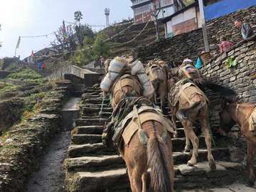 Review image by Servane Lagrève for the trip title: Annapurna Base Camp Trekking 