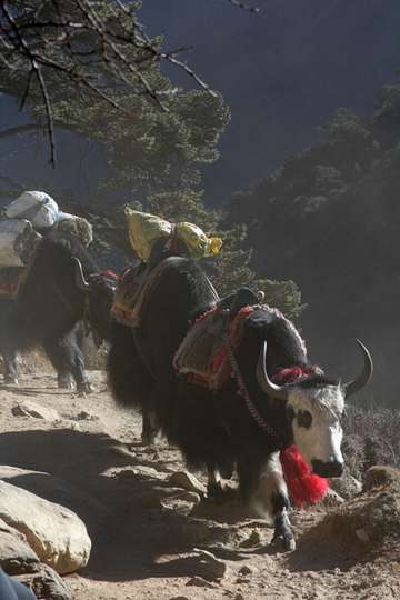 Review image by Francki Burger for the trip title: Everest Base Camp – Kalapathar Trek