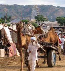 Review image by Anonymous for the trip title: Agra City Day Trip with Taj Mahal from Delhi