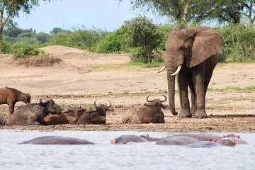 Review image by Gundolf Kohler for the trip title: 5-Day Gorilla Trekking, Big 5 & Big Cats Safari
