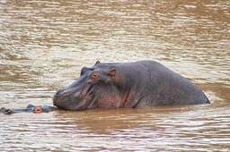 Review image by Gundolf Kohler for the trip title: 5-Day Gorilla Trekking, Big 5 & Big Cats Safari