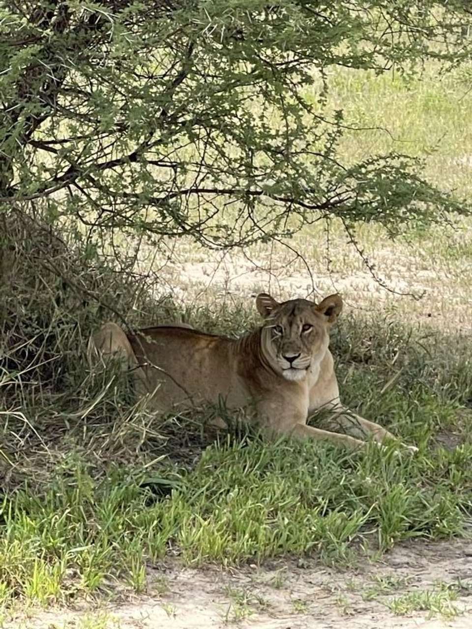 Kilimanjaro/safari
