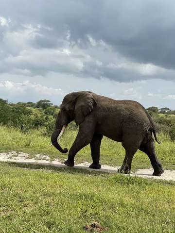 Review image by Valiant for the trip title: Five-Day Kilimanjaro Climb: Marangu Route