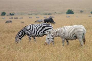 Review image by Duke Issiah for the trip title: 6-Days Kilimanjaro Machame Route
