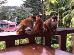 Review image by Richard Harris for the trip title: Costa Rica Explorer