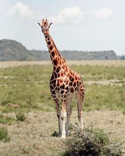 Review image by Bryson Gamble for the trip title: 4-Days Masai Mara & Lake Nakuru Safari - All Inclusive