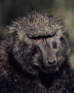 Review image by Bryson Gamble for the trip title: 4-Days Masai Mara & Lake Nakuru Safari - All Inclusive