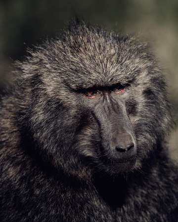 Review image by Bryson Gamble for the trip title: 4-Days Masai Mara & Lake Nakuru Safari - All Inclusive