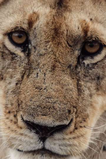 Review image by Bryson Gamble for the trip title: 4-Days Masai Mara & Lake Nakuru Safari - All Inclusive
