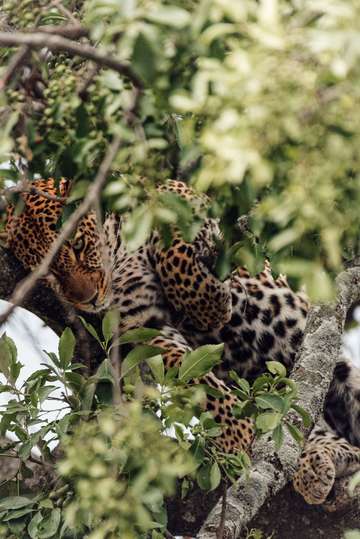 Review image by Bryson Gamble for the trip title: 4-Days Masai Mara & Lake Nakuru Safari - All Inclusive