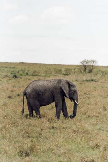 Review image by Bryson Gamble for the trip title: 4-Days Masai Mara & Lake Nakuru Safari - All Inclusive