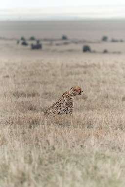 Review image by Bryson Gamble for the trip title: 4-Days Masai Mara & Lake Nakuru Safari - All Inclusive