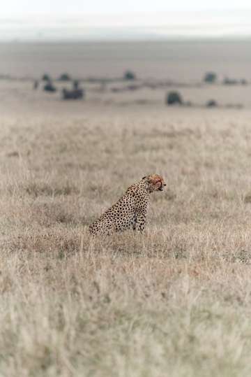 Review image by Bryson Gamble for the trip title: 4-Days Masai Mara & Lake Nakuru Safari - All Inclusive