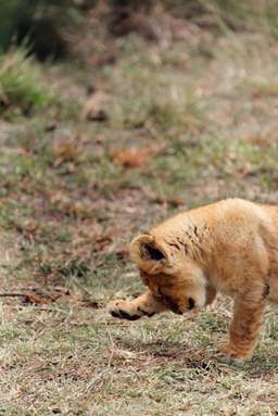 Review image by Bryson Gamble for the trip title: 4-Days Masai Mara & Lake Nakuru Safari - All Inclusive