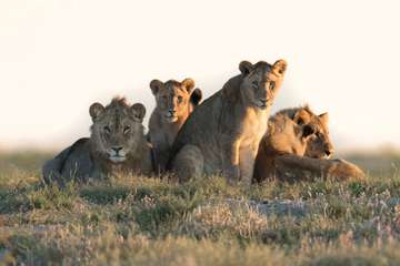 Review image by Oliva Kiskza for the trip title: 7 DAYS SAFARI TO TANZANIA