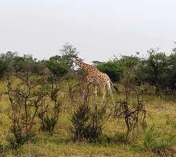 Review image by Jim Purnell for the trip title: Five Day Gorilla Trekking & Wildlife Safari in Uganda