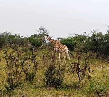 Review image by Jim Purnell for the trip title: Five Day Gorilla Trekking & Wildlife Safari in Uganda