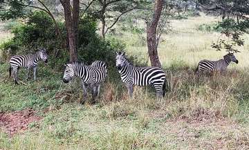 Review image by Jim Purnell for the trip title: Five Day Gorilla Trekking & Wildlife Safari in Uganda