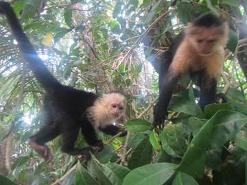 Review image by Antony Orme for the trip title: Naturally Costa Rica