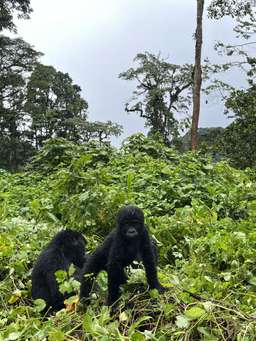 Review image by Daniel Lassen for the trip title: Five Day Gorilla Trekking & Wildlife Safari in Uganda