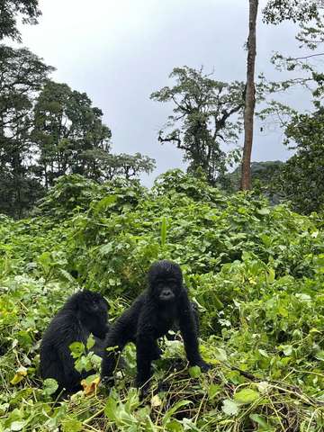 Review image by Daniel Lassen for the trip title: Five Day Gorilla Trekking & Wildlife Safari in Uganda