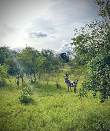 Review image by Daniel Lassen for the trip title: Five Day Gorilla Trekking & Wildlife Safari in Uganda