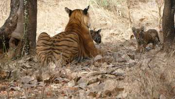 Review image by Jennifer Carpenter for the trip title: Taj, Tigers & Majestic Forts