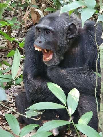 Review image by Ofer Klein for the trip title: Uganda Highlights: Eleven Day Safari