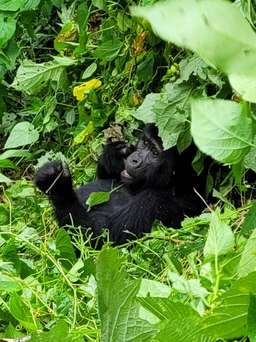 Review image by Ofer Klein for the trip title: Uganda Highlights: Eleven Day Safari