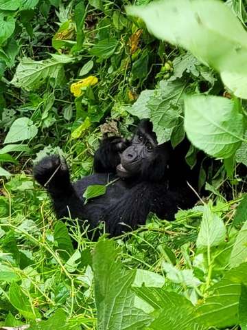 Review image by Ofer Klein for the trip title: Uganda Highlights: Eleven Day Safari