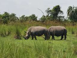 Review image by Ofer Klein for the trip title: Uganda Highlights: Eleven Day Safari