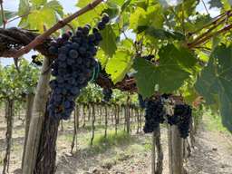 Review image by Izabela Smadu for the trip title: Private Gourmet Wine Tour in Tuscany