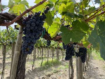 Review image by Izabela Smadu for the trip title: Private Gourmet Wine Tour in Tuscany