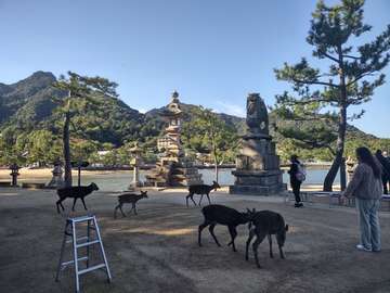 Review image by Salem Samuelson for the trip title: Japan 14 Day Adventure Tour
