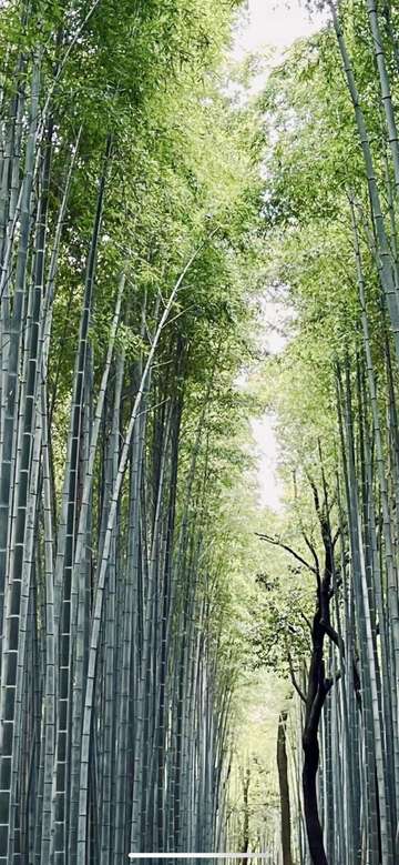 Review image by JULIETTE NGUYEN LAC for the trip title: Japan 14 Day Adventure Tour