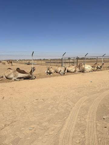 Review image by Grace Greene for the trip title: Best of Dubai Tour - 7 Days