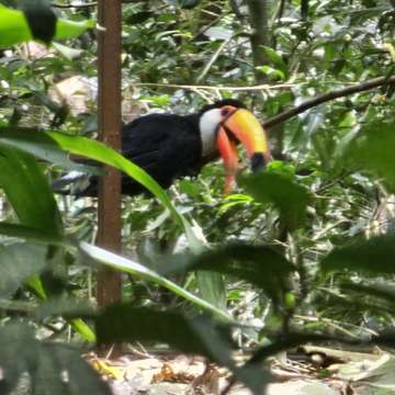 Review image by Donna Keenen for the trip title: Iguazu Falls 2 nights