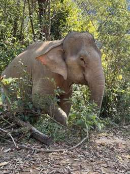Review image by Mandie Robertson for the trip title: Highlights of Thailand