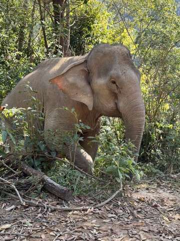 Review image by Mandie Robertson for the trip title: Highlights of Thailand