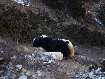 Review image by Travel for the trip title: Nar Phu Valley Trek