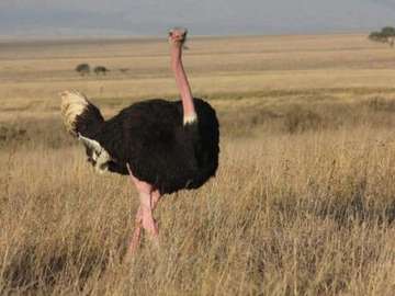 Review image by Anonymous for the trip title: Ngorongoro crater day tour.