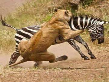 Review image by Anonymous for the trip title: 4-Day Safari Tarangire, Serengeti& Ngorongoro Join Group